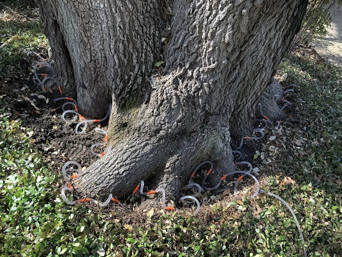 Detailed Tree Cabling and Bracing job site in Sparkill
